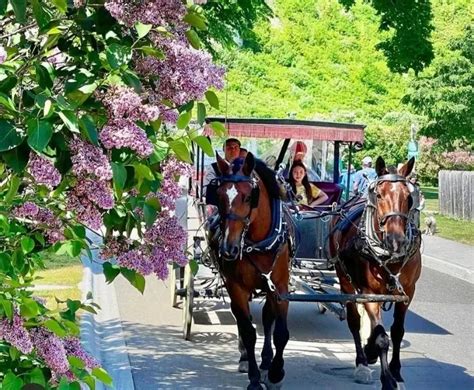 Mackinac Island Lilac Festival 2023: Your Complete Guide | My Michigan ...