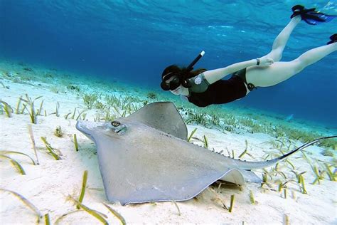 El Cielo Cozumel Snorkeling by Private Boat 2024