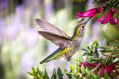 Download Bird Flower Animal Hummingbird HD Wallpaper