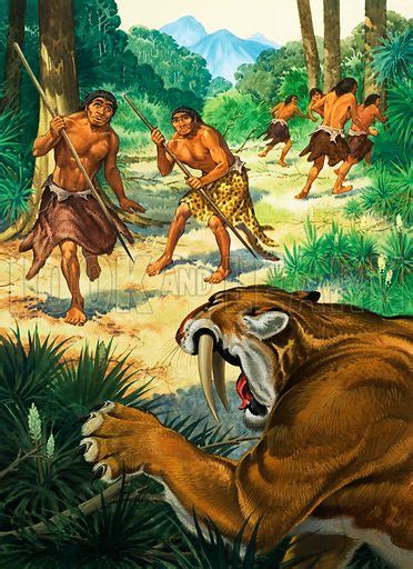 Sabre tooth tiger attacking Homoerectus stock image | Look and Learn