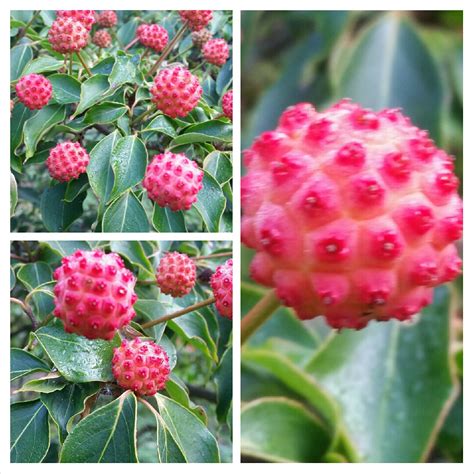 Cornus kousa 'Chinensis', Chinese dogwood in GardenTags plant encyclopedia