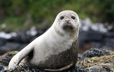 Harbor Seal - Facts, Size, Diet, Pictures - All Animal Facts