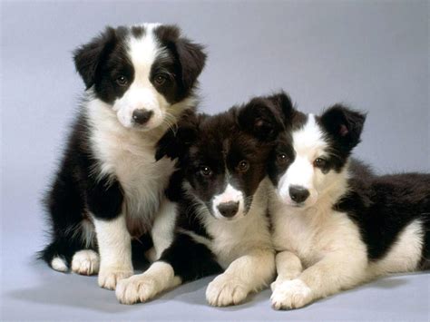 Border Collie Dog Breed » Information, Pictures, & More