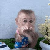 Monkey Rizz GIF - Monkey Rizz Monkeyrizz - Discover & Share GIFs