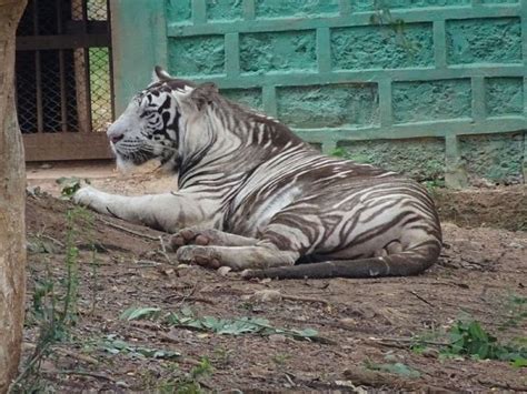 a white tiger laying on the ground in front of a stone wall and green door