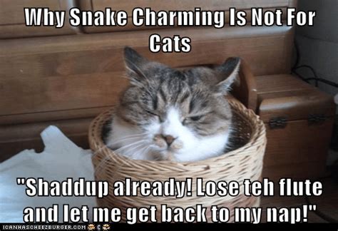 Why Snake Charming Is Not For Cats - Lolcats - lol | cat memes | funny cats | funny cat pictures ...