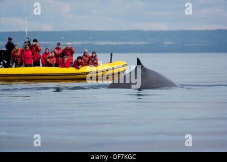 Whale watching on Saint Lawrence river in Tadoussac, Quebec, Canada Stock Photo: 43805449 - Alamy