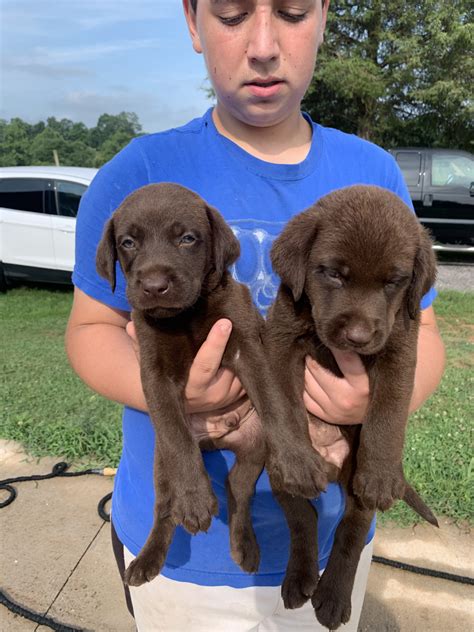 Labrador Retriever Puppies For Sale | Statesville, NC #302333