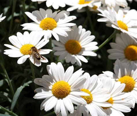 Ox-Eye Oxeye Daisy Leucanthemum Vulgare Seeds