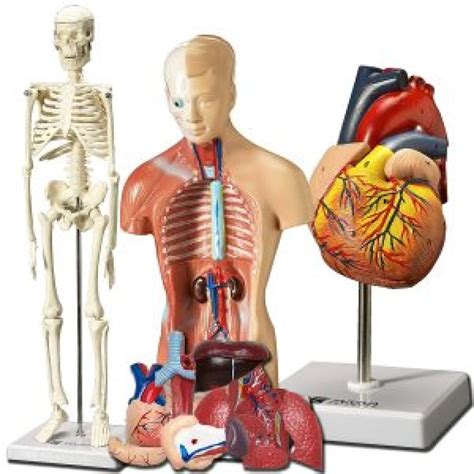 Buy Human Physiology Model get price for lab equipment