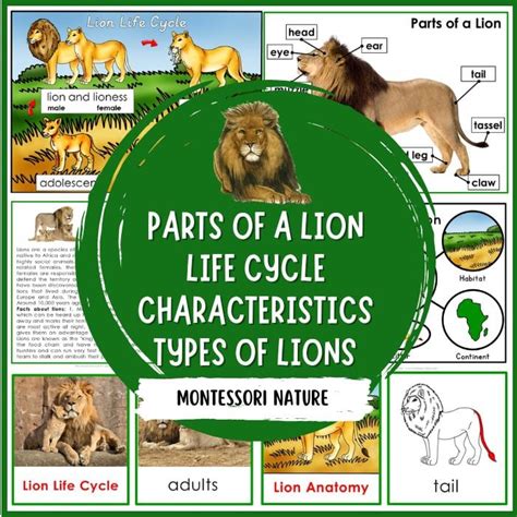 Lion Life Cycle And Parts Of The Lion 3 Part Cards Bl - vrogue.co