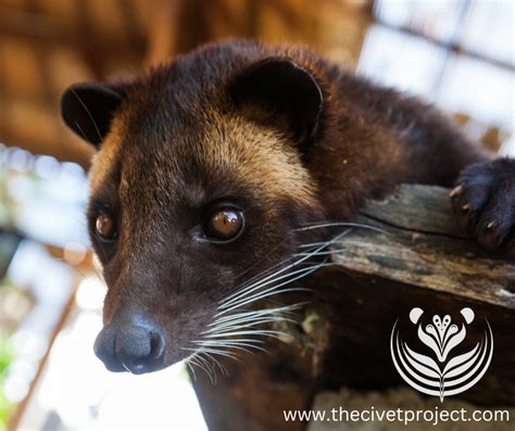 The Civet Project - Ecoflix | World's First Not-For-Profit Streaming ...