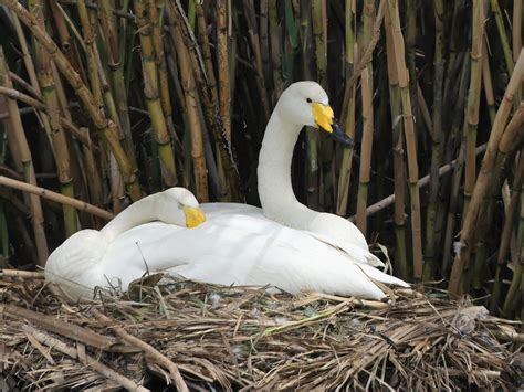 Whooper Swan | Audubon Field Guide