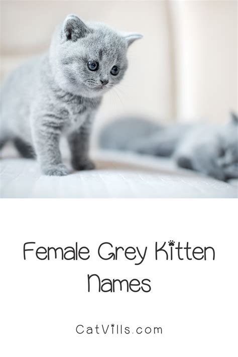 Unique and Creative Grey Cat Names That Reflect Their Mysterious Beauty | Grey cat names, Grey ...