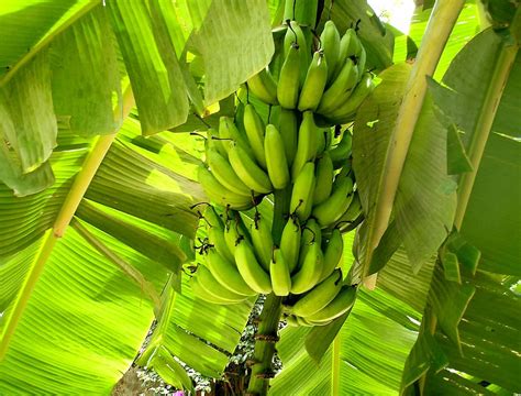 HD wallpaper: green banana fruits on banana tree, Nature, Plants ...