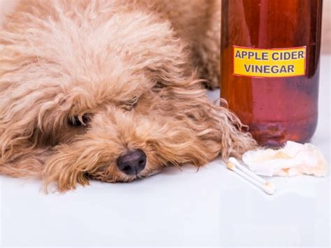 Apple cider vinegar for dogs: uses and benefits