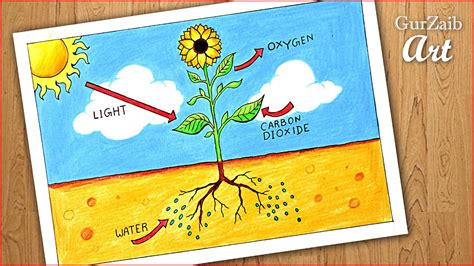 How to draw photosynthesis process of plants diagram drawing || easy ...