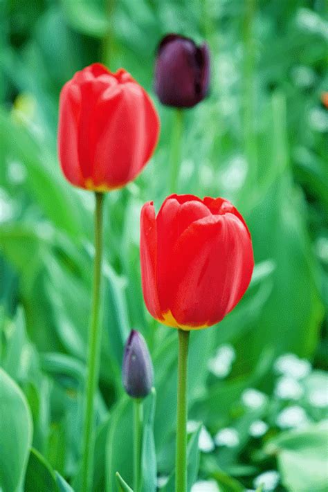 two red tulips are in the middle of some green plants