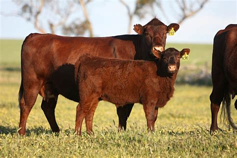 Australian Red Poll Cattle Breeders Inc. (Vic) - Promotional Goods