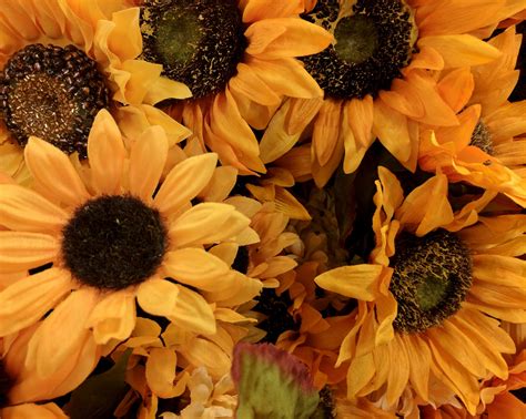 Sunflower Bouquet Free Stock Photo - Public Domain Pictures