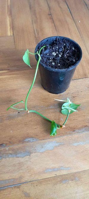 Philodendron cordatum Care And Grow: The Ultimate Guide