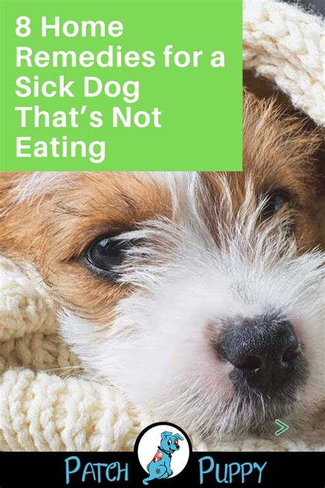 8 Home Remedies for a Sick Dog That’s Not Eating - PatchPuppy.com | Sick dog, Sick dog remedies ...