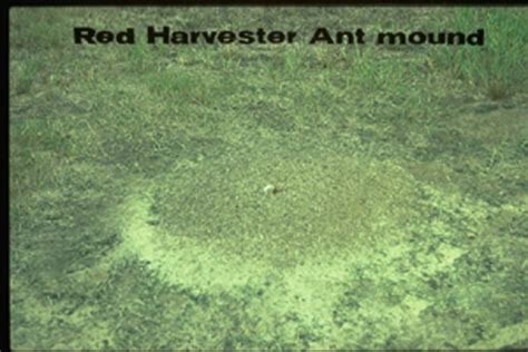 Red Harvester Ant