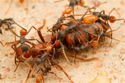 Army ant invasions reveal phylogeographic processes across the Isthmus of Panama - Brady - 2017 ...