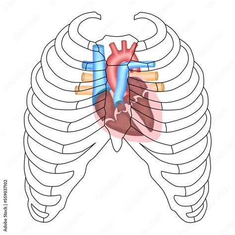 Vecteur Stock Human Heart - Cardiac anatomy - Projection of The Heart, Sternum, Chest Cavity and ...