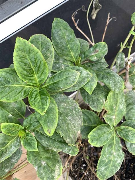 Hydrangea Plant Diseases : Hydrangea pest & diseases - Help and ...