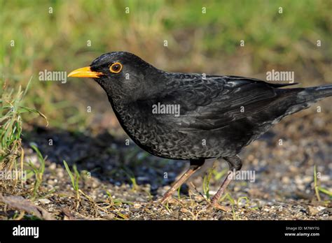 The common blackbird is a species of true thrush. It is also called Eurasian blackbird, or ...