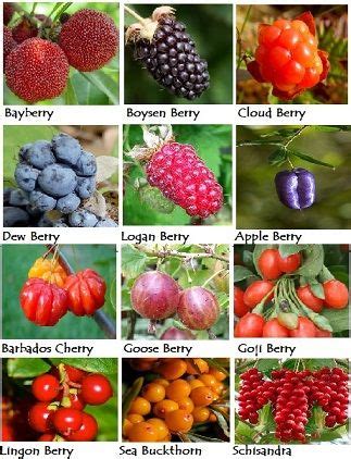 Fruits Name Ending With Berry - armes