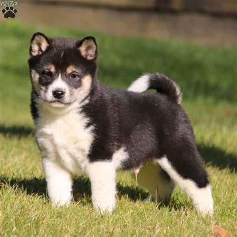 Shiba Inu Puppies For Sale | Greenfield Puppies | Akita puppies for ...