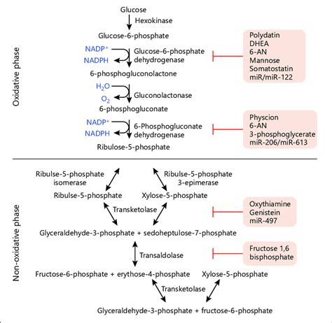 Pentose Phosphate Pathway Oxidative And Non Oxidatie Phases