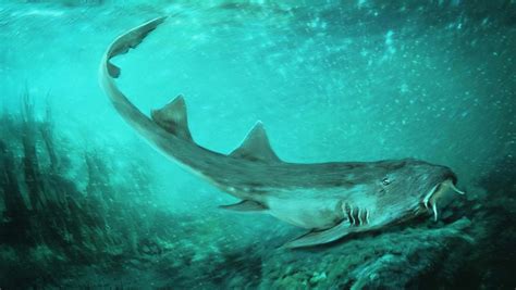 Tiny Fossil Leads To Discovery Of Ancient Shark Species That Lived In T-Rex’s World | Evolving ...