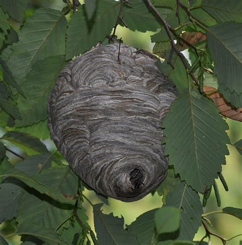 File:Bald-faced hornet (Dolichovespula maculata) nest.JPG