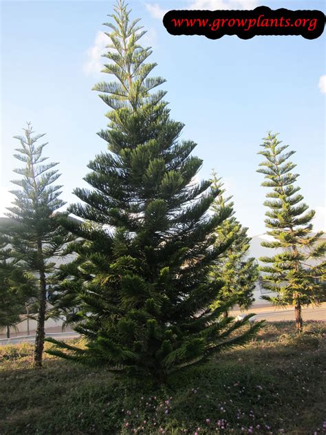 Norfolk island pine - How to grow & care