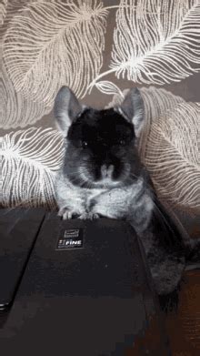 Chinchilla GIFs | Tenor