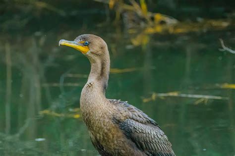 Double Crested Cormorant (juvenile) :: Behance