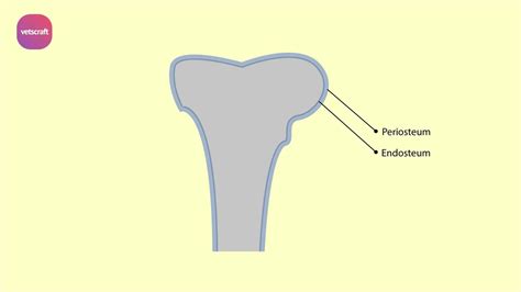 Coverings of bone - Periosteum and Endosteum