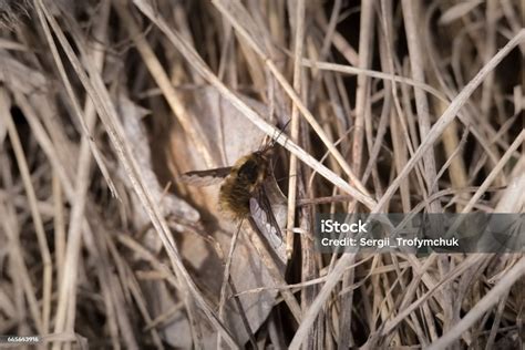 Bee Flies Bombyliidae Ginger Colour Furry Fly Looks Like Moths Or Mimics Bumblebees And Bees ...