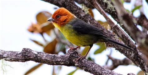 A Avifauna do Monte Roraima