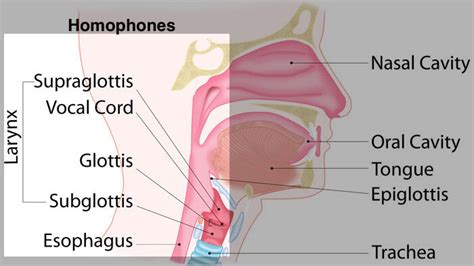 Human Voice Anatomy Diagram and Homophones. | Download Scientific Diagram