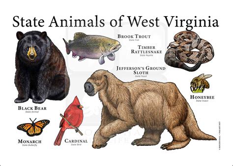 The 6 West Virginia State Animals (Pictures, Facts) – Nature Blog Network