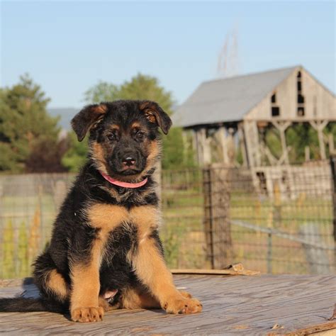 Full 4K Collection of Amazing German Shepherd Dog Images - Over 999 Top ...