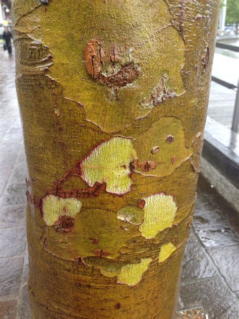 Tree bark Horse-chestnut tree Yorkshire. | Tree bark, Horse chestnut trees, Chestnut trees