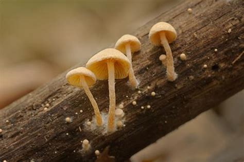 Saprophytic Fungi