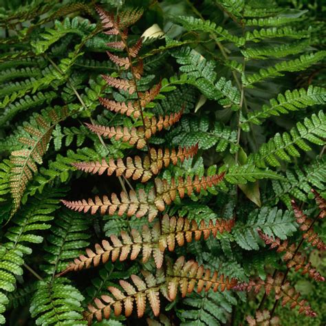 Types Of Fern Plants Outdoor : 11 Types Of Ferns Indoor Outdoor To Liven Up Your Space Wr, Types ...