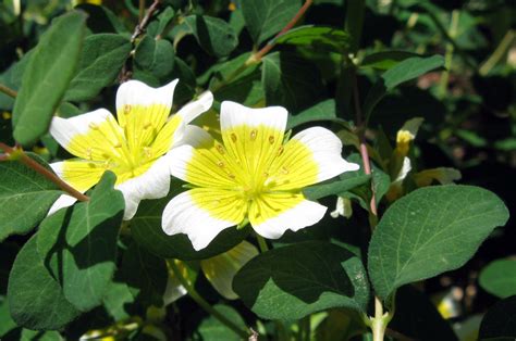 DryStoneGarden » Blog Archive » Naturalized Meadow Foam, Limnanthes ...