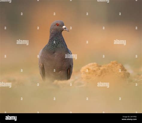 Rock pigeon, common pigeon, rock dove foraging on the ground. Columba ...